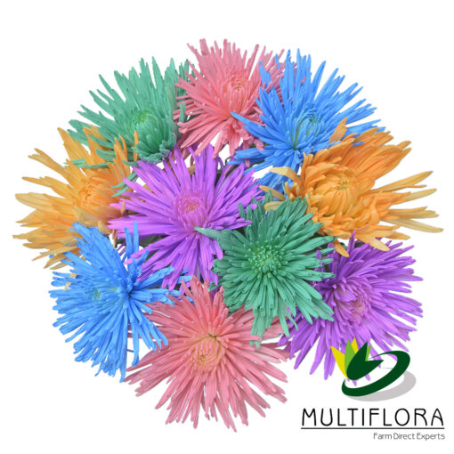 multiflora.com consumer bunches painted spider formato web logo multiflora 1