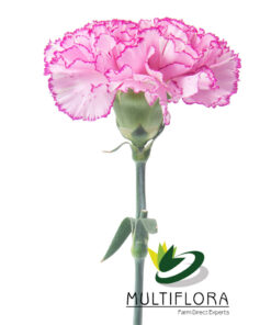 multiflora.com crono golem crono golem 1 1