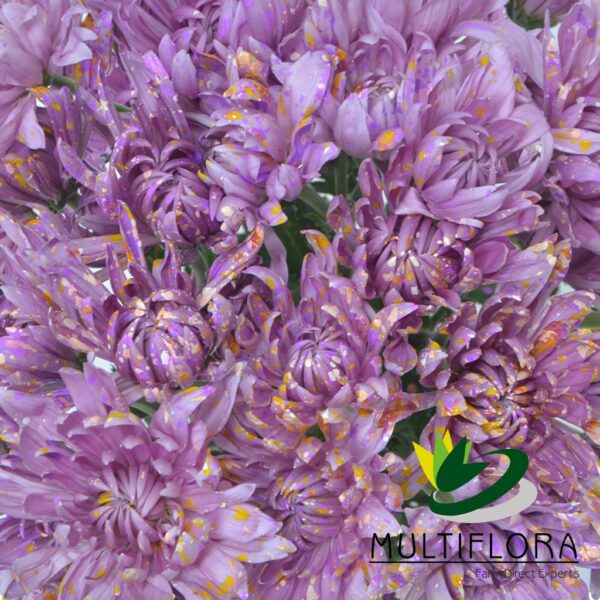 multiflora.com lavender confetti cushion pompon carina painted conffetti 10st
