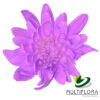 multiflora.com lavender cushion cb easter cushion lavender 1