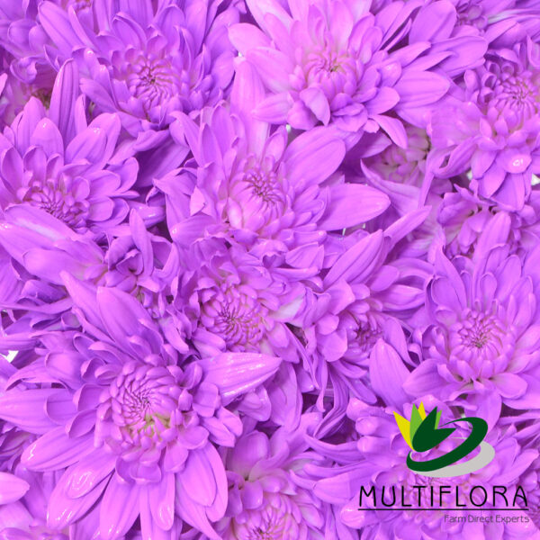 multiflora.com lavender cushion cb easter cushion lavender 3