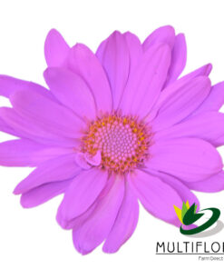 multiflora.com lavender daisy cb easter daisy lavender 1