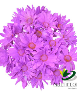 multiflora.com lavender daisy cb easter daisy lavender 2