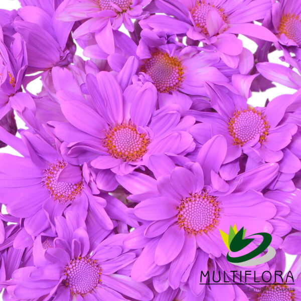 multiflora.com lavender daisy cb easter daisy lavender 3
