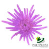 multiflora.com lavender novelty cb easter novelty lavender 1
