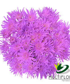 multiflora.com lavender novelty cb easter novelty lavender 2
