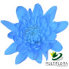 multiflora.com light blue cushion cb easter cushion light blue 1
