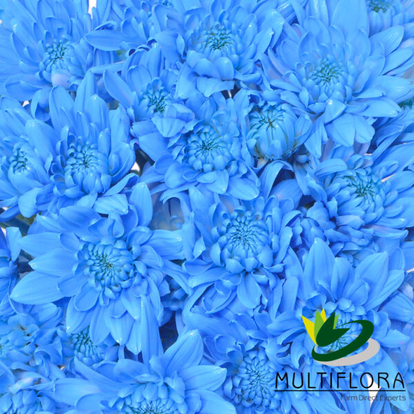 multiflora.com light blue cushion cb easter cushion light blue 3