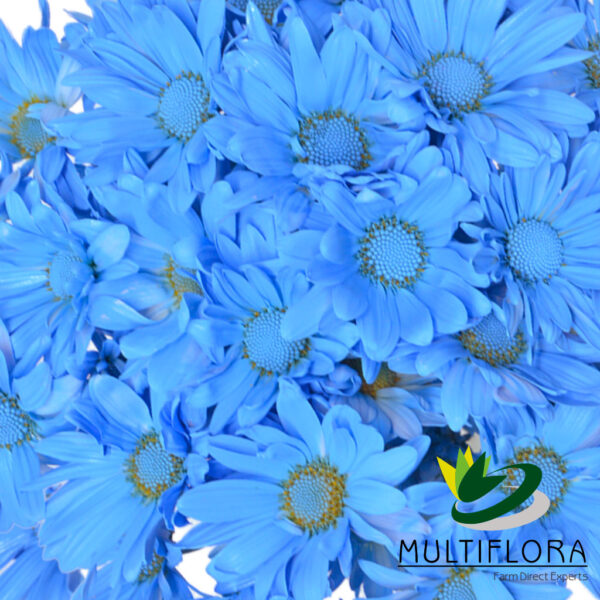 multiflora.com light blue daisy cb easter daisy light blue 3