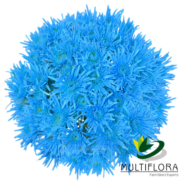 multiflora.com light blue novelty cb easter novelty light blue 2