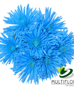 multiflora.com light blue spider cb easter spider light blue 2