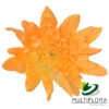 multiflora.com light orange cushion cb easter cushion light orange 1