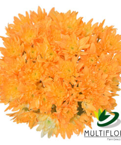 multiflora.com light orange cushion cb easter cushion light orange 2