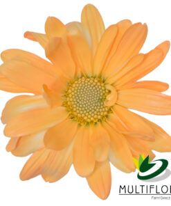 multiflora.com light orange daisy cb easter daisy light orange 1