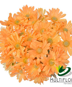 multiflora.com light orange daisy cb easter daisy light orange 2