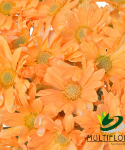 multiflora.com light orange daisy cb easter daisy light orange 3