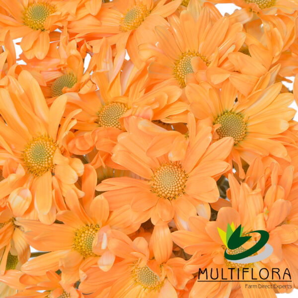 multiflora.com light orange daisy cb easter daisy light orange 3