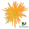 multiflora.com light orange novelty cb easter novelty light orange 1