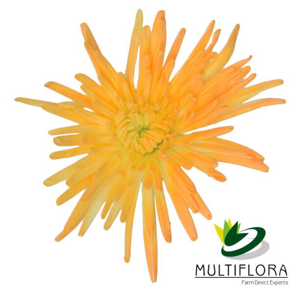 multiflora.com light orange novelty cb easter novelty light orange 1