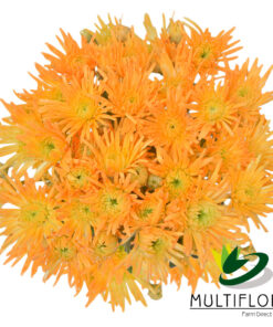 multiflora.com light orange novelty cb easter novelty light orange 2