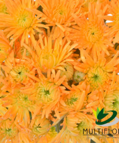 multiflora.com light orange novelty cb easter novelty light orange 3