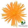 multiflora.com light orange spider cb easter spider light orange 1