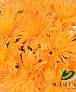 multiflora.com light orange spider cb easter spider light orange 3
