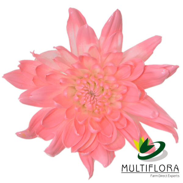 multiflora.com light pink cushion cb easter cushion light pink 1