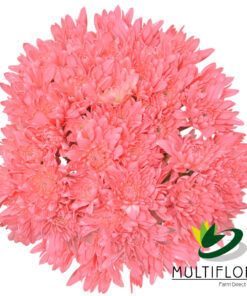 multiflora.com light pink cushion cb easter cushion light pink 2