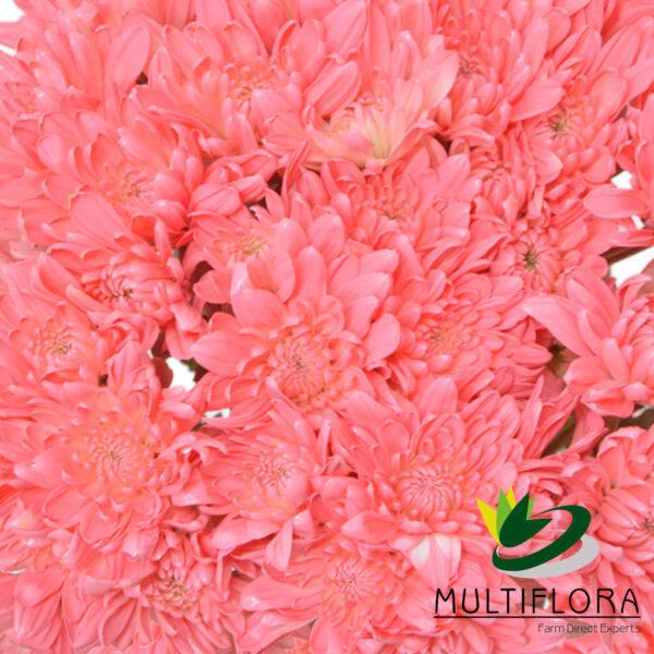 multiflora.com light pink cushion cb easter cushion light pink 3
