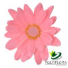 multiflora.com light pink daisy cb easter daisy light pink 1 1