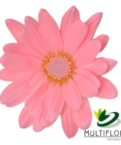 multiflora.com light pink daisy cb easter daisy light pink 1 1