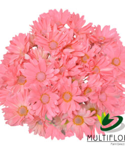 multiflora.com light pink daisy cb easter daisy light pink 2 1