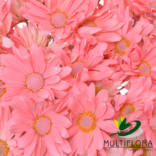 multiflora.com light pink daisy cb easter daisy light pink 3 1