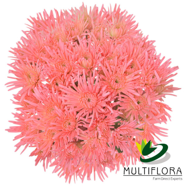 multiflora.com light pink novelty cb easter novelty light pink 2