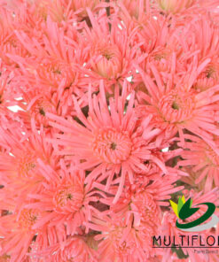 multiflora.com light pink novelty cb easter novelty light pink 3
