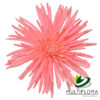 multiflora.com light pink spider cb easter spider light pink 1