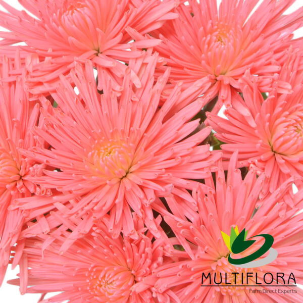 multiflora.com light pink spider cb easter spider light pink 3