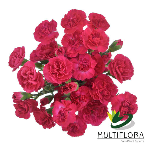 multiflora.com lorenzo 3 1