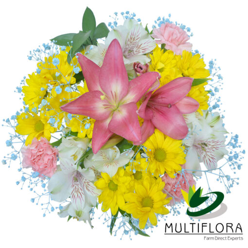 multiflora.com radiance bqt radiance product 2