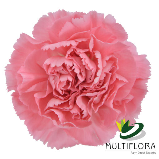multiflora.com true love true love 2