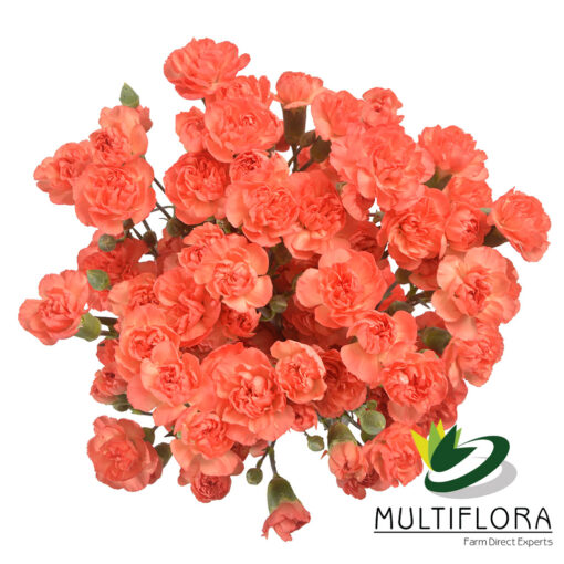 multiflora.com uchuva 1