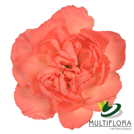 multiflora.com uchuva 4