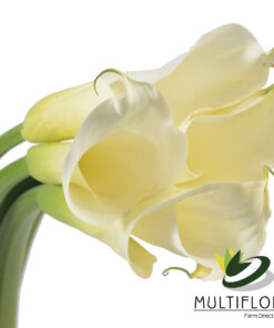 multiflora.com white calla 4 web