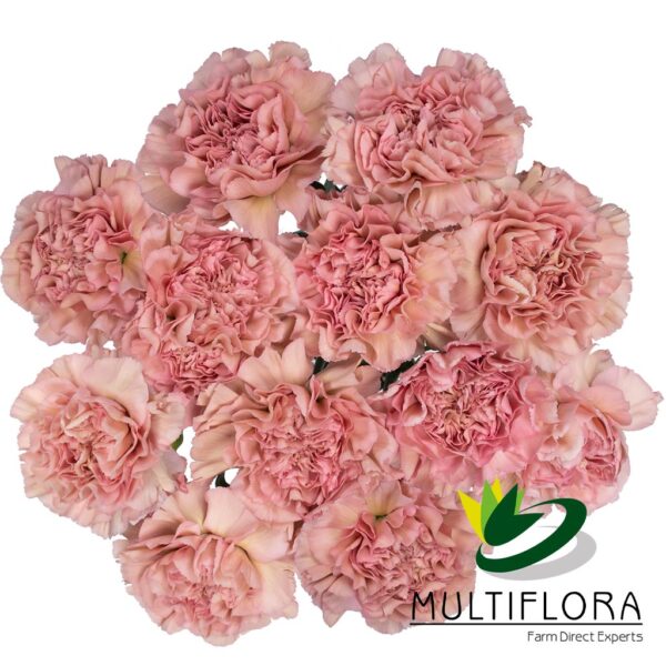 multiflora.com lege pink lege pink mf