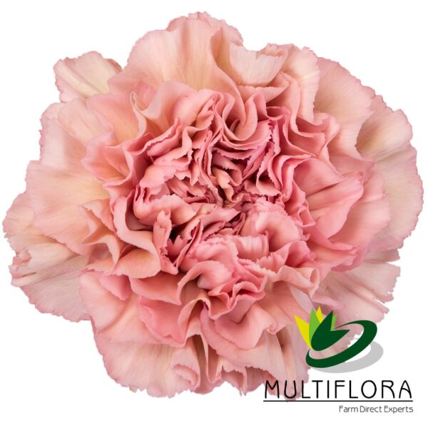 multiflora.com lege pink lege pink mf0