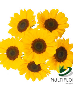 multiflora.com vincent choice vincent choice 3