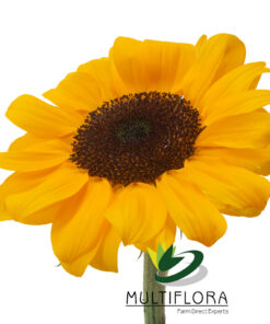 multiflora.com vincent choice vincent choice 4