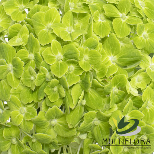 multiflora.com green green 1
