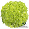 multiflora.com green green 2
